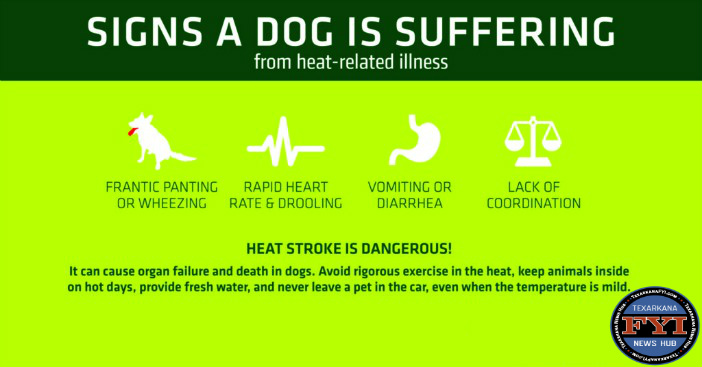 heat sickness in dogs