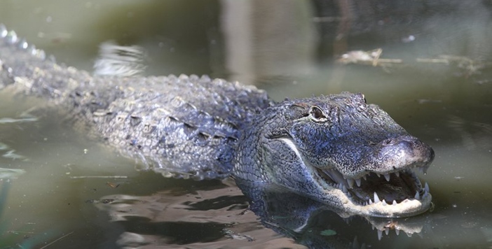 Time to Apply for 2022 Arkansas Alligator Hunting Permits ...