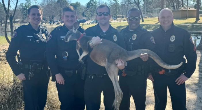 Texas Police Department Baffled by Kangaroo Sighting at Park