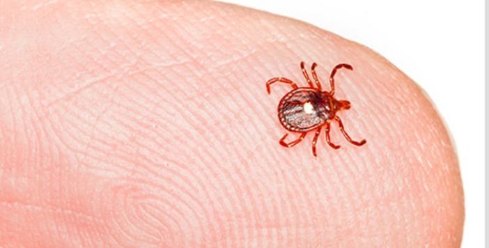 Texas Tick Season Returns and Experts Warn of Growing Alpha-gal Concerns in 2026