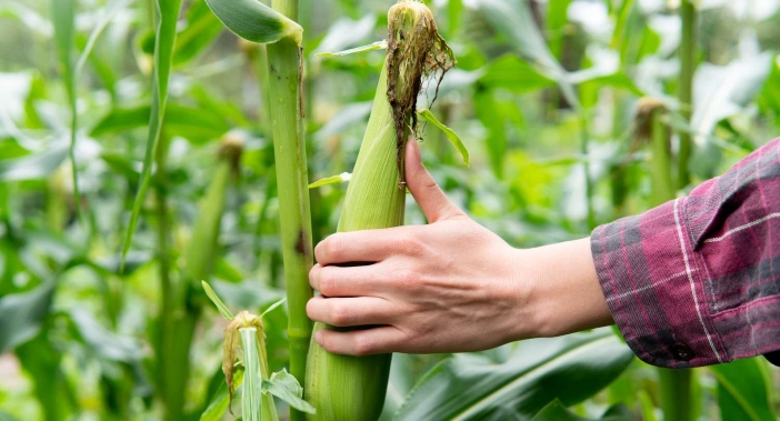 Harvest Regional Food Bank Needs Volunteers to Help Harvest Two Acres of Donated Corn